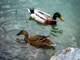 Fotowalk Trepplweg Salzach